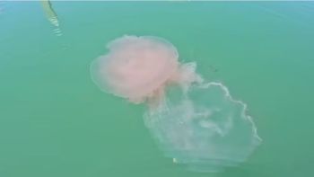 La aparición masiva de medusas gigantes genera alerta por su picadura dolorosa y su impresionante coloración. La aparición masiva de medusas gigantes genera alerta por su picadura dolorosa y su impresionante coloración.