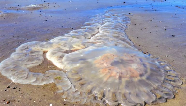 Invasión de medusas en Puerto Madryn.
