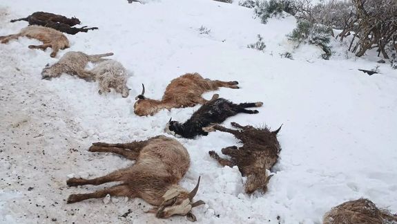 Animales sin comida y crianceros aislados: denuncian una grave falta de asistencia en el interior de Neuquén. (Foto gentileza)