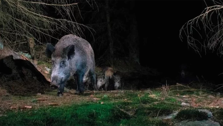 La presencia de jabalíes y otros predadores en Chubut acrecienta el problema. La presencia de jabalíes y otros predadores en Chubut acrecienta el problema.