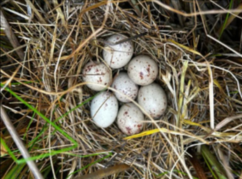 La lana de guanaco podría resultar un aislante térmico formidable en los nidos de las aves patagónica. La lana de guanaco podría resultar un aislante térmico formidable en los nidos de las aves patagónica.