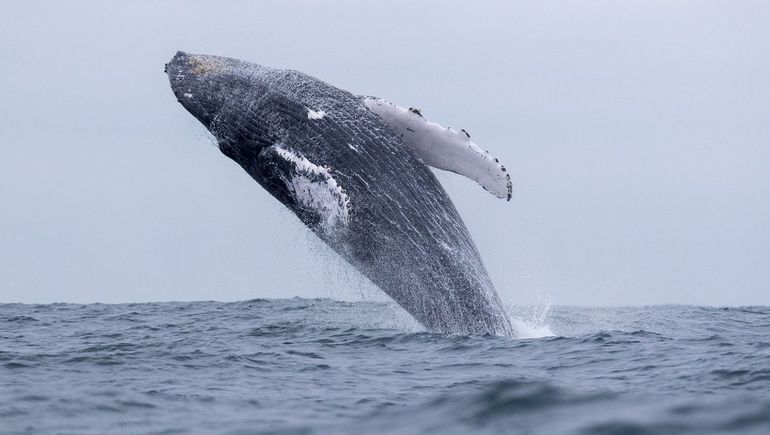 Avistaje de ballenas. En Puerto Madryn hay precios promocionales.