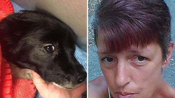 Chihuahua héroe salvó a su dueña del ataque de un oso