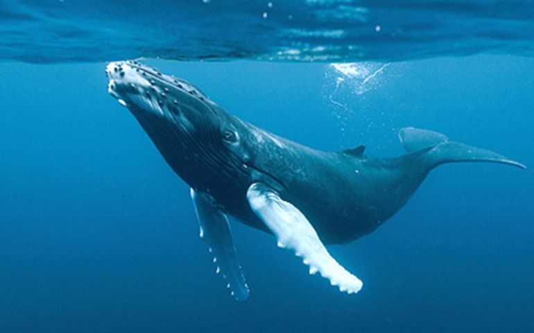 La ballena jorobada no implica un riesgo para los humanos. La ballena jorobada no implica un riesgo para los humanos.