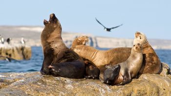 Hubo sectores de la costa de Península Valdés donde organizaciones de Chubut contabilizaron hasta un 66% menos de elefantes marinos tras la epidemia de gripe aviar. Hubo sectores de la costa de Península Valdés donde organizaciones de Chubut contabilizaron hasta un 66% menos de elefantes marinos tras la epidemia de gripe aviar.