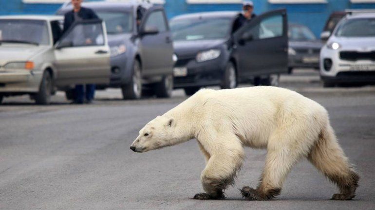 Pánico por un oso polar suelto en una ciudad rusa