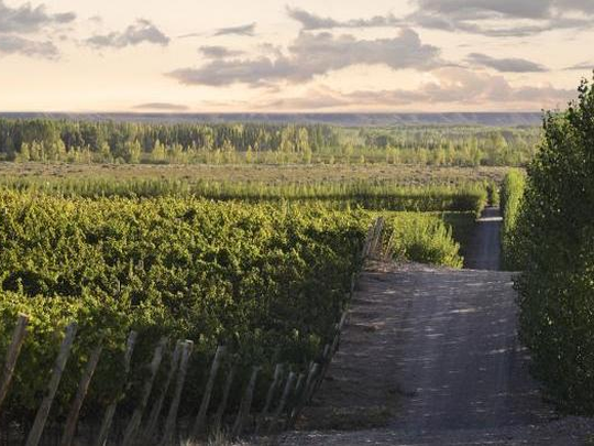 Viñedos nevados en Neuquén, donde el clima fresco define vinos elegantes de Pinot Noir.