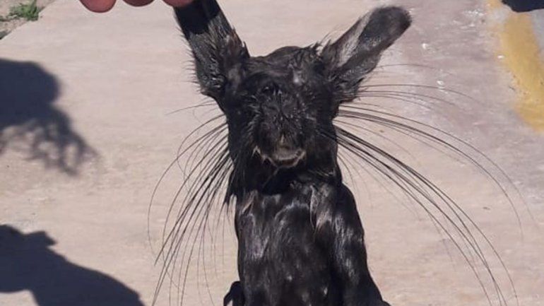 Sorpresa por el hallazgo de un raro animal