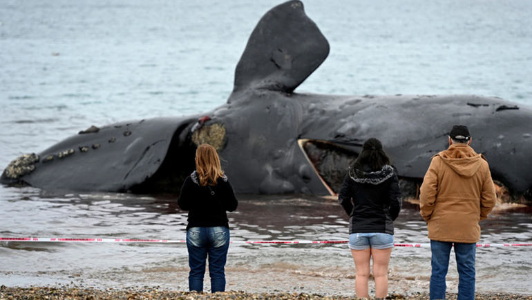 Hallan toxinas de “marea roja” en ballenas muertas