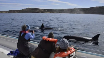 El lunes a la mañana, los turistas que hacían avistaje de ballenas en Chubut pudieron ver de cerca la cacería de un grupo de orcas.   El lunes a la mañana, los turistas que hacían avistaje de ballenas en Chubut pudieron ver de cerca la cacería de un grupo de orcas.