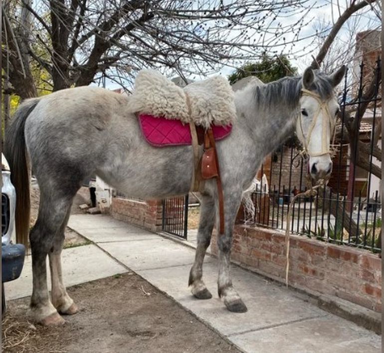 Una de las yeguas que ayuda a chicos con déficit motores, trastornos de hiperactividad y autismo. Una de las yeguas que ayuda a chicos con déficit motores, trastornos de hiperactividad y autismo.
