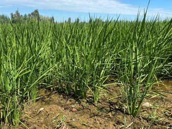 El arroz también evita la emisión de metano.