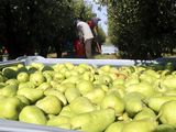 La pera limonera, en España, conocida como poire Docteur Jules Guyot en Francia, su país de origen.