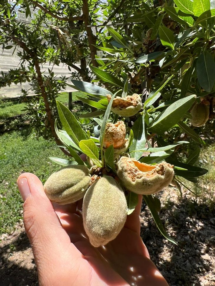 Plantaciones de almendros dañados por las cotorras pese a tener malla en gran parte de la superficie. Plantaciones de almendros dañados por las cotorras pese a tener malla en gran parte de la superficie.
