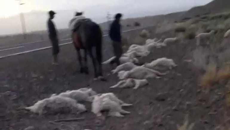 Un camionero atropelló y mató a 47 chivos en una ruta patagónica y escapó