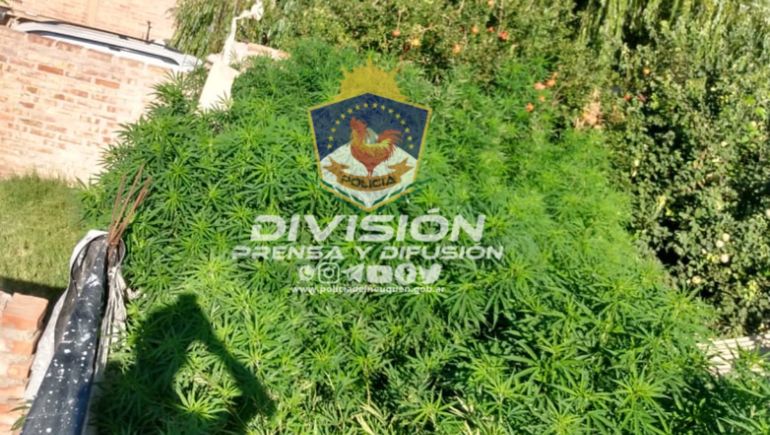 Sorpresa: fueron por un robo y encontraron 69 plantas de marihuana