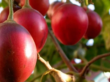 Productores del norte argentino comenzaron a incorporarla como una alternativa rentable para abastecer mercados locales, emprendimientos gastronómicos y nuevas propuestas de valor agregado.