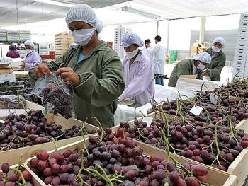 Sobre Perú proyectan un crecimiento de las exportaciones de uva de mesa en valores pero no en volumen.