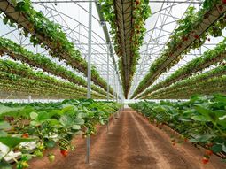 El bono permite reducir la carga tributaria a través de certificados aplicables a Ingresos Brutos y otros impuestos. El bono permite reducir la carga tributaria a través de certificados aplicables a Ingresos Brutos y otros impuestos.