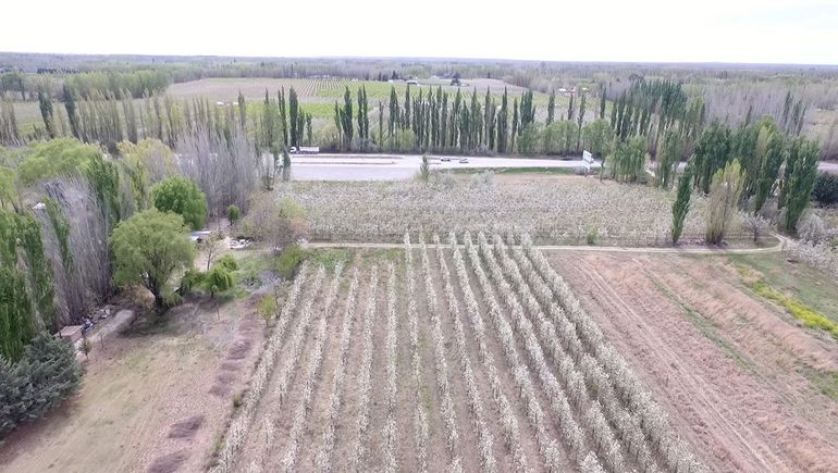 Los frutales en flor renuevan el vínculo de los valletanos con la fruticultura