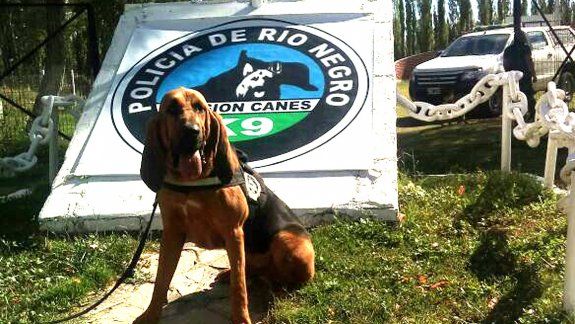 Aike, un Bloodhound de dos años entrenado en rastro específico de grandes áreas. 
