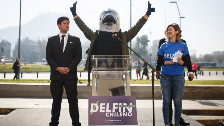 Sorpresa: un delfín se postuló para ser presidente de Chile
