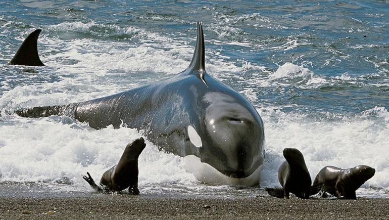 Orca cazando mediante varamiento intencional en Península Valdés