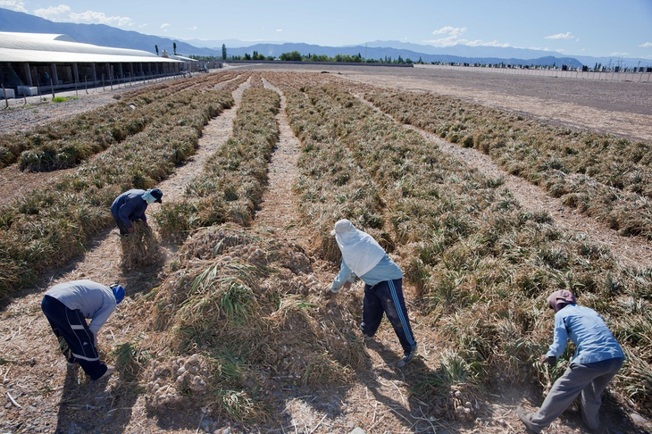 Las buenas prácticas frutihortícolas obligatorias desde 2028. Foto: INTA. Las buenas prácticas frutihortícolas obligatorias desde 2028. Foto: INTA.