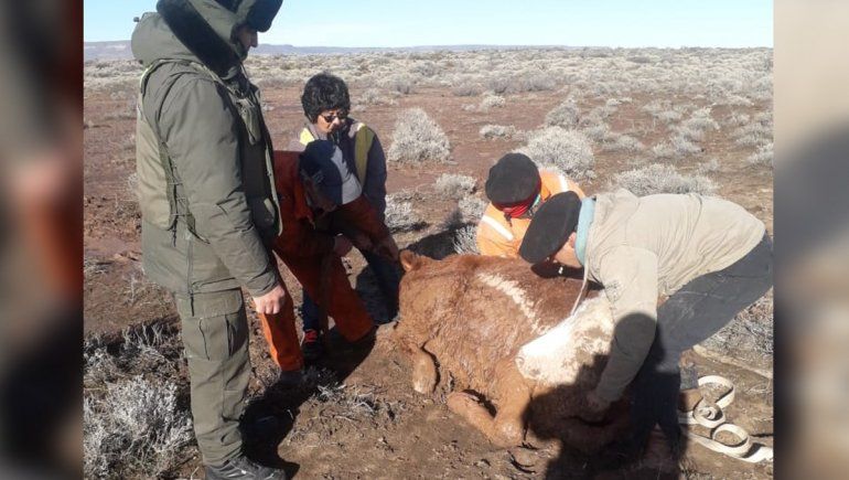 Gendarmes rescataron una vaca empantanada en un mallín
