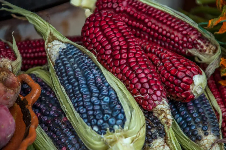 La soberanía alimentaría, uno de los puntales de México en defensa del maíz originario. La soberanía alimentaría, uno de los puntales de México en defensa del maíz originario.