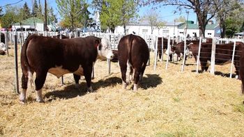 Los remates registran subas históricas y la demanda de terneros supera ampliamente a la oferta en toda la región. | LM Neuquen Los remates registran subas históricas y la demanda de terneros supera ampliamente a la oferta en toda la región.