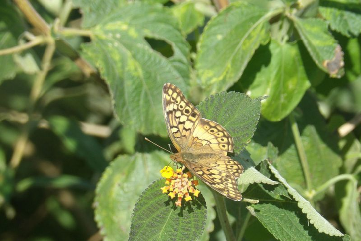 El monitoreo de estado base se extenderá hasta abril de este año. Foto: INTA El monitoreo de estado base se extenderá hasta abril de este año. Foto: INTA