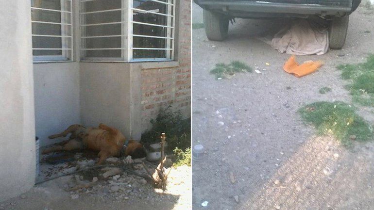 Denuncian a dos vecinos por irse de vacaciones y dejar morir a sus perros