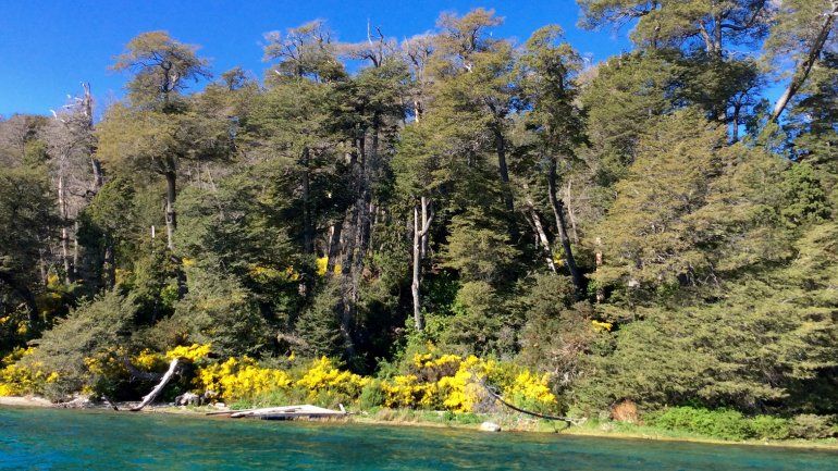 Denuncian que talarán miles de árboles por un proyecto inmobiliario