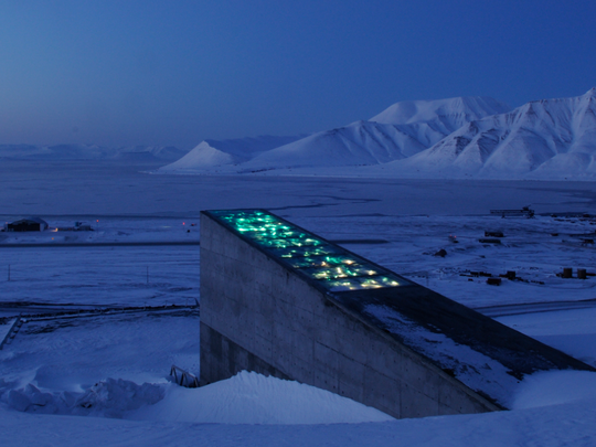 El Ártico protege al olivo: Semillas de variedades milenarias ya descansan a -18°C en la bóveda de Svalbard.&nbsp;