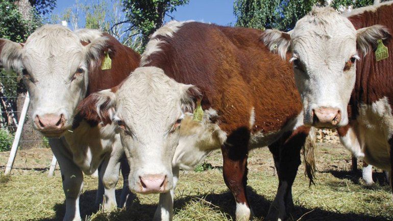 La Justicia los acusó por robar 12 vacas de una estancia