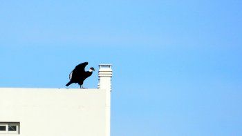 Las diez fotos del cóndor en lo alto de un edificio que sorprendió a los neuquinos