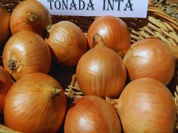 Está destinada al consumo en fresco y ya fue inscripta en el Registro Nacional de Propiedad de Cultivares. Foto: INTA