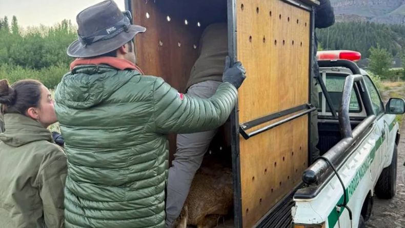 Final feliz: el huemul Newenche fue resguardado y está en camino al refugio | LM Neuquen Final feliz: el huemul Newenche fue resguardado y está en camino al refugio
