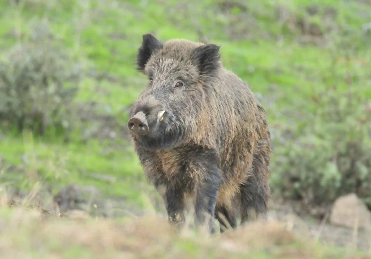 La contaminación de la fauna silvestre también plantea riesgos para la salud humana.