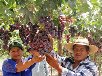 Las exportaciones de uva de mesa de Perú lograrán un nuevo récord: cerca de 760 mil toneladas. Las exportaciones de uva de mesa de Perú lograrán un nuevo récord: cerca de 760 mil toneladas.
