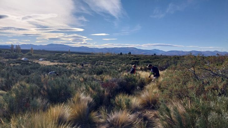 Todo parece indicar que la regeneración natural es nula o se produce muy lentamente. Foto: gentileza. Todo parece indicar que la regeneración natural es nula o se produce muy lentamente. Foto: gentileza.