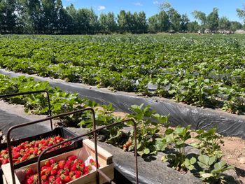 abren inscripciones para la promocion de la sanidad y calidad frutihorticola