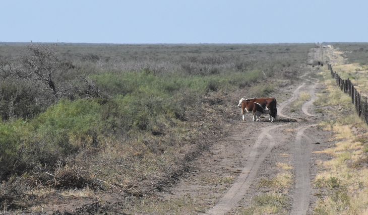 Pared viva de chañar y piquillín: más de 2 metros que nadie puede atravesar. Foto: Fabricio González. Pared viva de chañar y piquillín: más de 2 metros que nadie puede atravesar. Foto: Fabricio González.