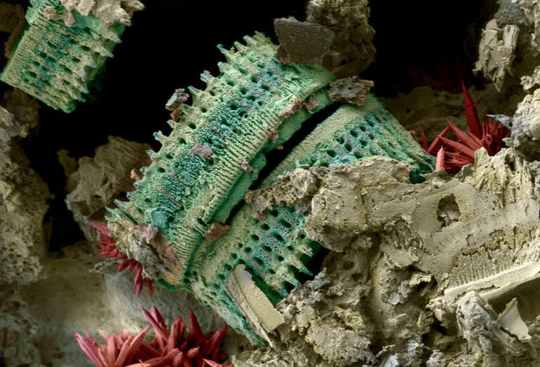 Tercer lugar en el concurso de imagen SEM de la Universidad de Purdue de Estados Unidos. Es un microfósil de diatomea de las minas de ingeniero Jabobacci. Imagen SEM coloreada digitalmente a mano.