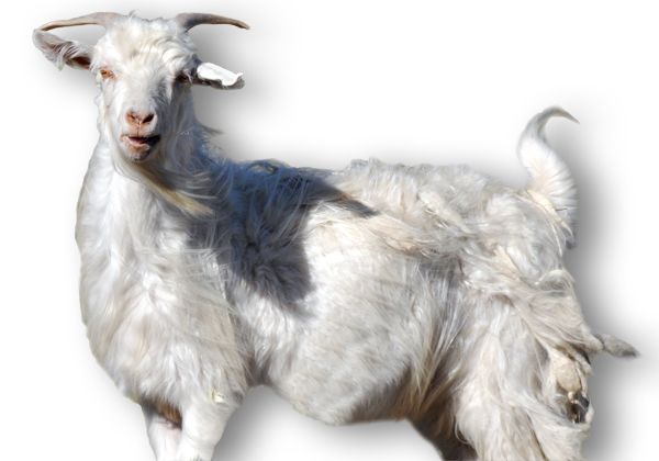 El chivo, uno de los menúes más caros