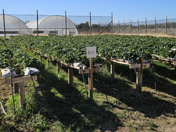 Actualmente, se está probando la adaptabilidad de cultivos como la frutilla mediante técnicas de semi-hidroponia. Actualmente, se está probando la adaptabilidad de cultivos como la frutilla mediante técnicas de semi-hidroponia.