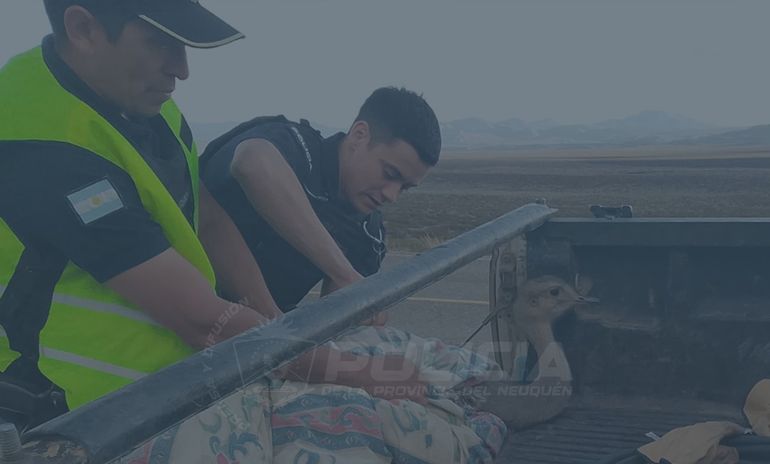 Policía rescató a un choique herido en el norte neuquino.
