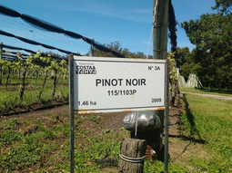 Una chacra con viñedos de la variedad Pinot Noir, la joya de la Patagonia. Una chacra con viñedos de la variedad Pinot Noir, la joya de la Patagonia.