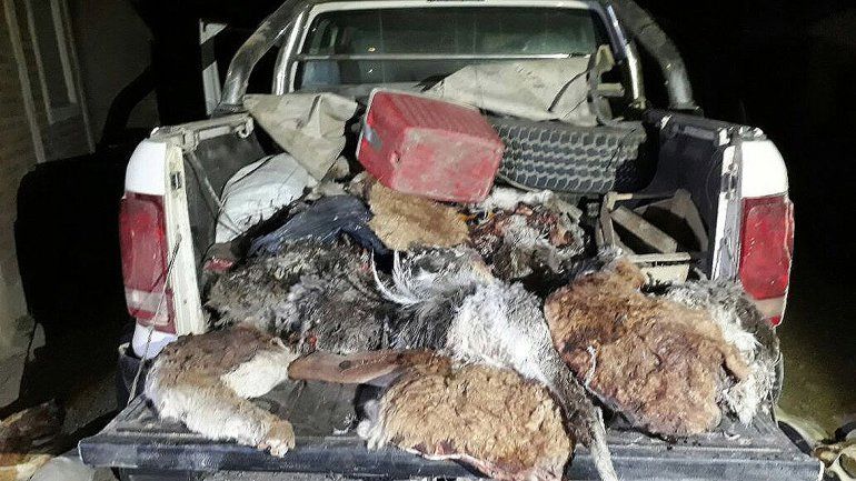 Lo imputaron por cazar 4 guanacos sin permiso para portar armas. Foto archivo.&nbsp; 